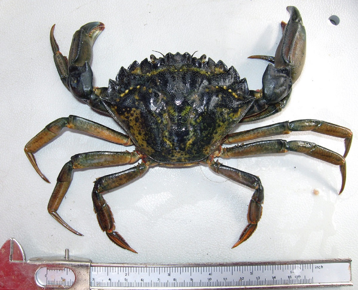 European Green Crab | FWS.gov